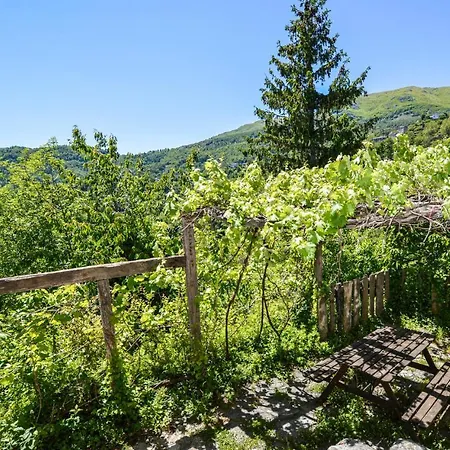 Lovely In Brustico Stazzona